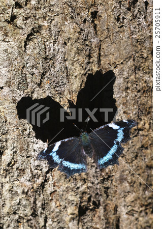 Butterfly Butterfly 25705911