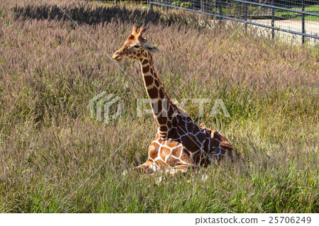 長頸鹿休息 25706249