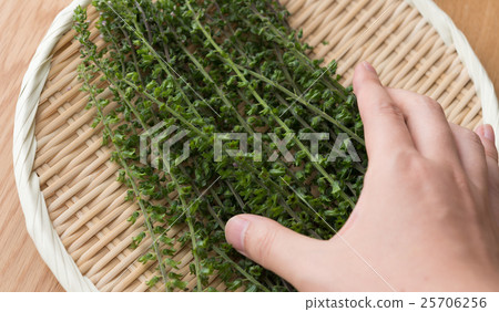 Shiso fruit 25706256