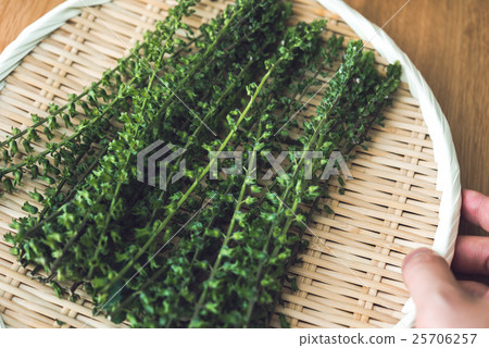 Shiso fruit 25706257