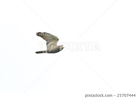 Sashiba adults 25707444