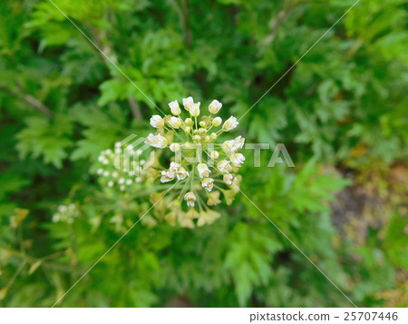 Penpensa flowers 25707446