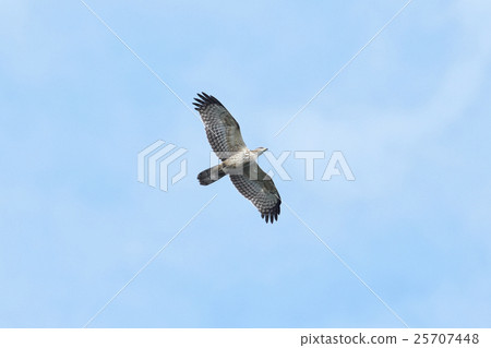 Hachikuma Young Bird 25707448