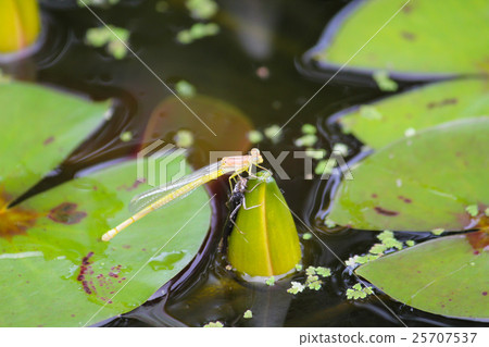 Ittomonba出現了 25707537