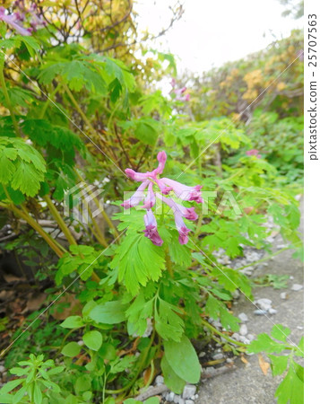Murasakikeman flowers 25707563