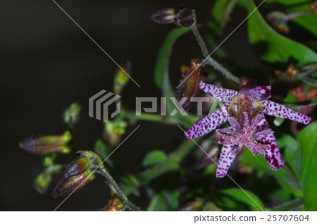 Autumn Wildflowers Hototogisu Flower Autumn Wildflowers Hototogisu Flower 25707604