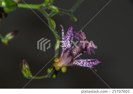 Autumn Wildflowers Hototogisu Flower Autumn Wildflowers Hototogisu Flower 25707605