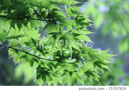 秋天的樹葉 25707829