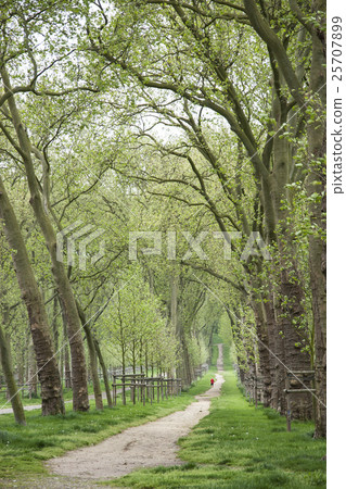 凡爾賽宮清新的綠色景觀 25707899