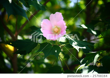 Flower of one row of fly Flower of one row of fly 25708164