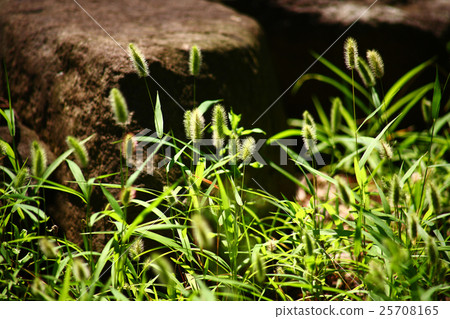 Wild grass rocky bloom Wild grass rocky bloom 25708165