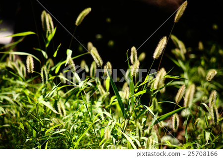 Wild grass early autumn Enokorogurasa Wild grass early autumn Enokorogurasa 25708166