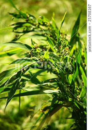Wild grass early autumn Juzutama Wild grass early autumn Juzutama 25708167