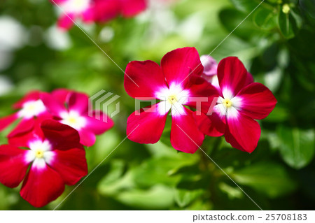 Daily grass red red flower Daily grass red red flower 25708183