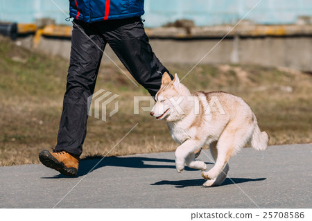 Young Funny Gray Husky Puppy Dog 25708586