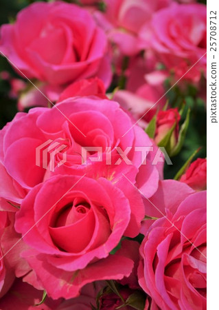 Rose Garden Rose flowers blooming splendidly 25708712
