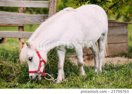 Standing White Pony Is Eating Grass At Countryside 25708763