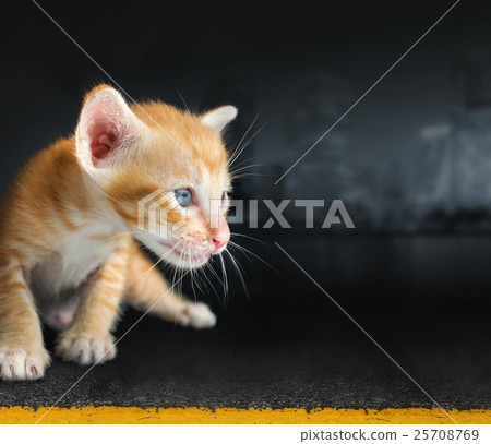 A Lonely Little Cat On Road abstract 25708769