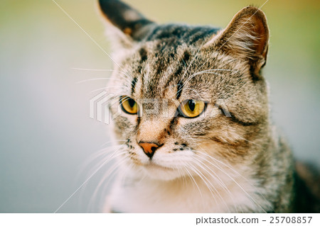 Close Up Of Gray And White Short-Haired Domestic Close Up Of Gray And White Short-Haired Domestic 25708857