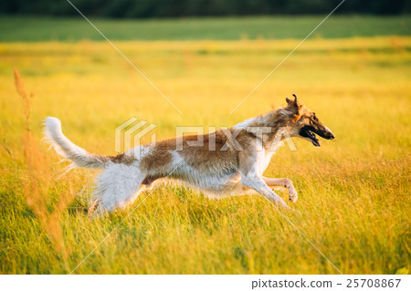 Russian Dog, Borzoi Fast Running In Summer Sunset 25708867