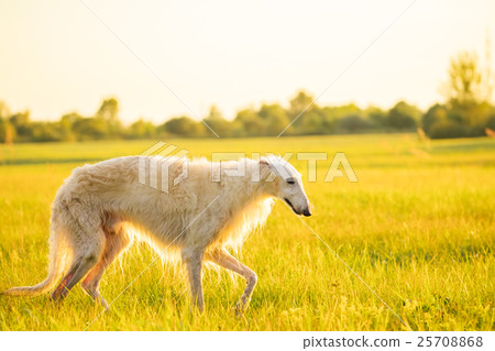 White Russian Dog, Borzoi Walking Running In 25708868