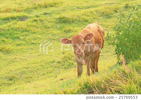 阿甦的小牛犢 25709553