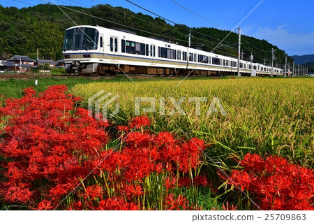 Railway train San-in main line Yagi ~ Chiyogawa Kyoto Higanbana flower rice field paddy Kaneda Sora mountain JR West 22 25709863