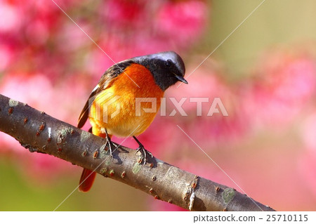 Otomezakura與Ogata kaku 25710115