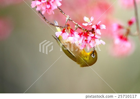 Meiro和okame bush 25710117