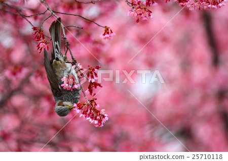 布朗有耳的bulbul和Okame灌木 25710118
