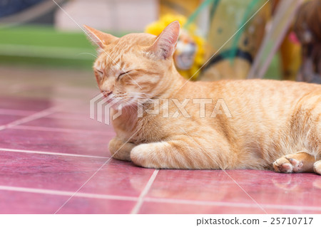 Yellow cat during the relaxing time 25710717