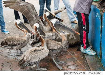 Galapagos, fish market pelicans 25710823
