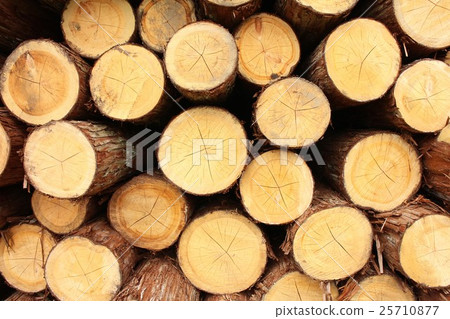 Wood 25710877