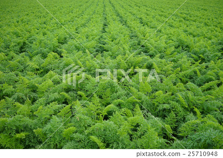 Ginseng field 25710948