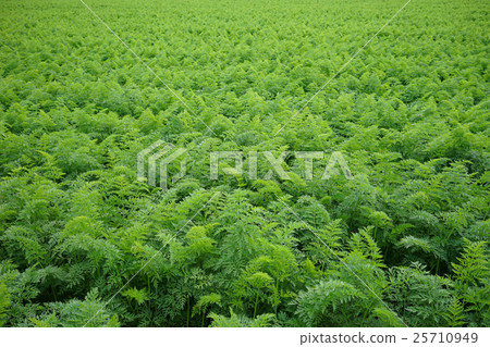 Ginseng field 25710949