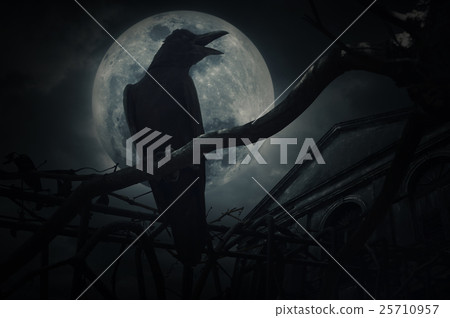 Crow sit on dead tree trunk and croak over fence Crow sit on dead tree trunk and croak over fence 25710957
