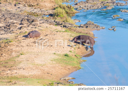 Hippos on riverbank in the Kruger National Park Hippos on riverbank in the Kruger National Park 25711167