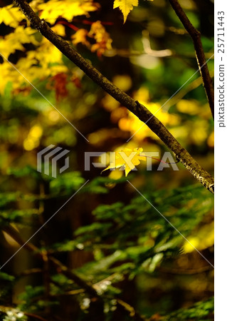 Kinshu (27) Kinshu (27) 25711443