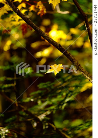 Kinshu (28) Kinshu (28) 25711444