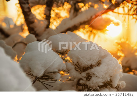 winter forest at sunset 25711482