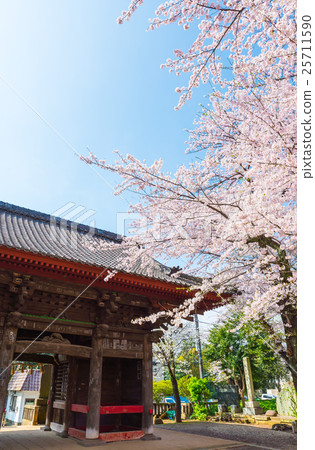 Chiba Temple spring cherry tree Chiba Chiba city Chuo Ward 25711590