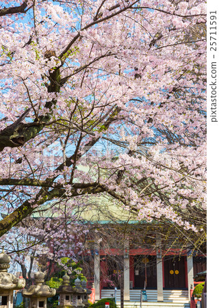 Chiba Temple spring cherry tree Chiba Chiba city Chuo Ward 25711591