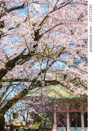 千葉寺春天櫻花千葉千葉市中央區 25711592
