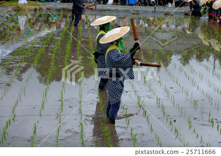 Mibu's flower rice plant Mibu's flower rice plant 25711666