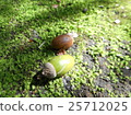 Acorn of the forest 25712025