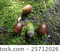 Acorn of the forest 2 25712026