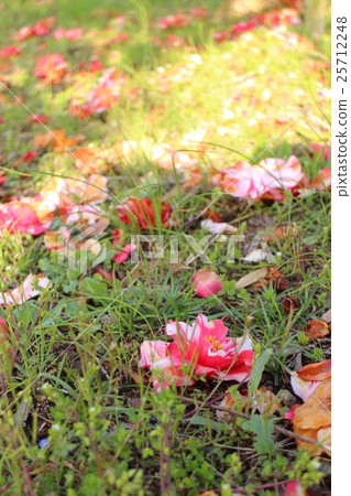 Camellia crest bone fallen camellia 25712248