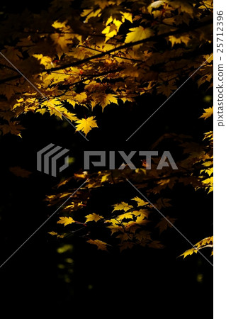 Kinshu (44) 25712396