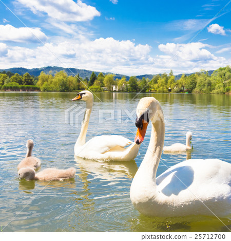 Swans with nestlings in Ljubljana. Swans with nestlings in Ljubljana. 25712700