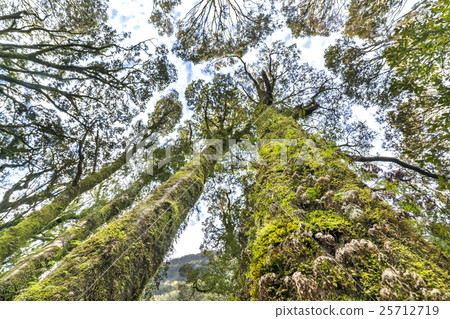 Moss tree Moss tree 25712719